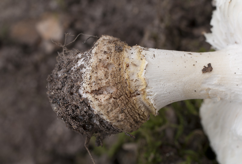 Amanita franchetii